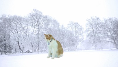 Vidéo - Comportement de chat selon la température