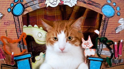 Les Vlogues De Newton Comment Apprivoiser Un Chat Video Tfo