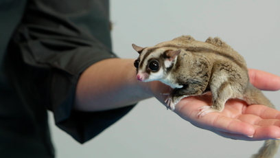 Vraiment Top Vraiment Top Tfo