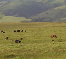 Grass-fed 101