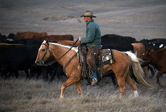 Our Posse - Cowboys