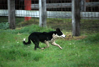 Our Posse - Animals - Cow Dogs