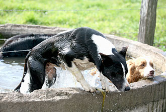 Our Posse - Animals - Cow Dogs