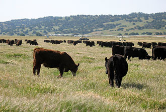 About - Process - Grazing
