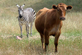 About - Process - Cow And Zebra