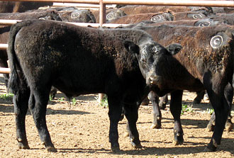 About - Process - Weaning
