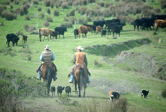Grass-Fed Benefits - Animal Welfare