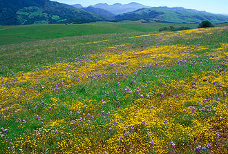 Grass-Fed Benefits - Environment