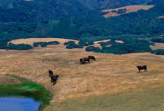 Grass-Fed Benefits - Environment