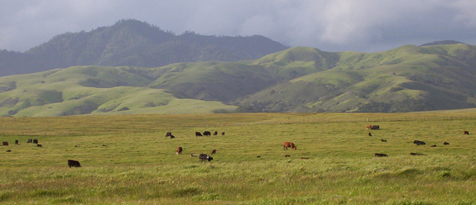 Hearst Cattle On The OPen Range