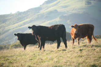 Free Range Hearst Cattle