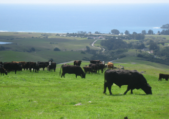 Bull Turn-out
