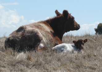 About - Process - Calving