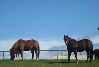 Hearst Ranch Horses