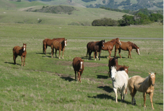 Hearst Ranch Horses