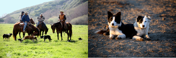 Hearst Ranch Dogs At Breaktime Hearst Ranch Dogs At Breaktime