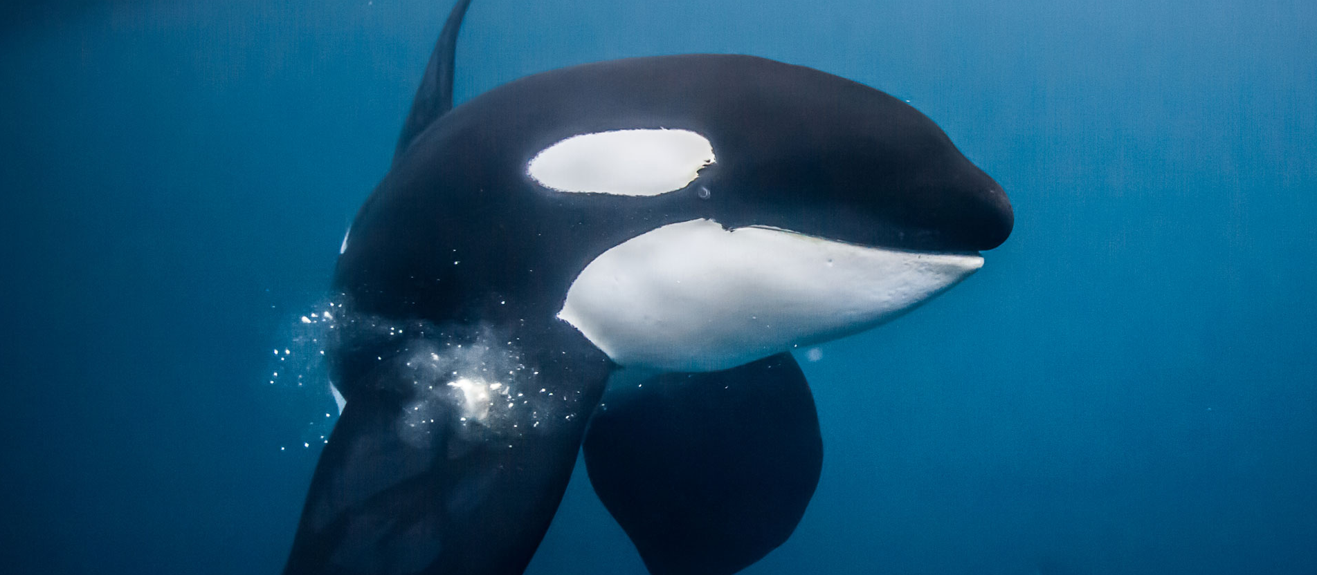 Natural World Safaris Diving with Orcas in Norway