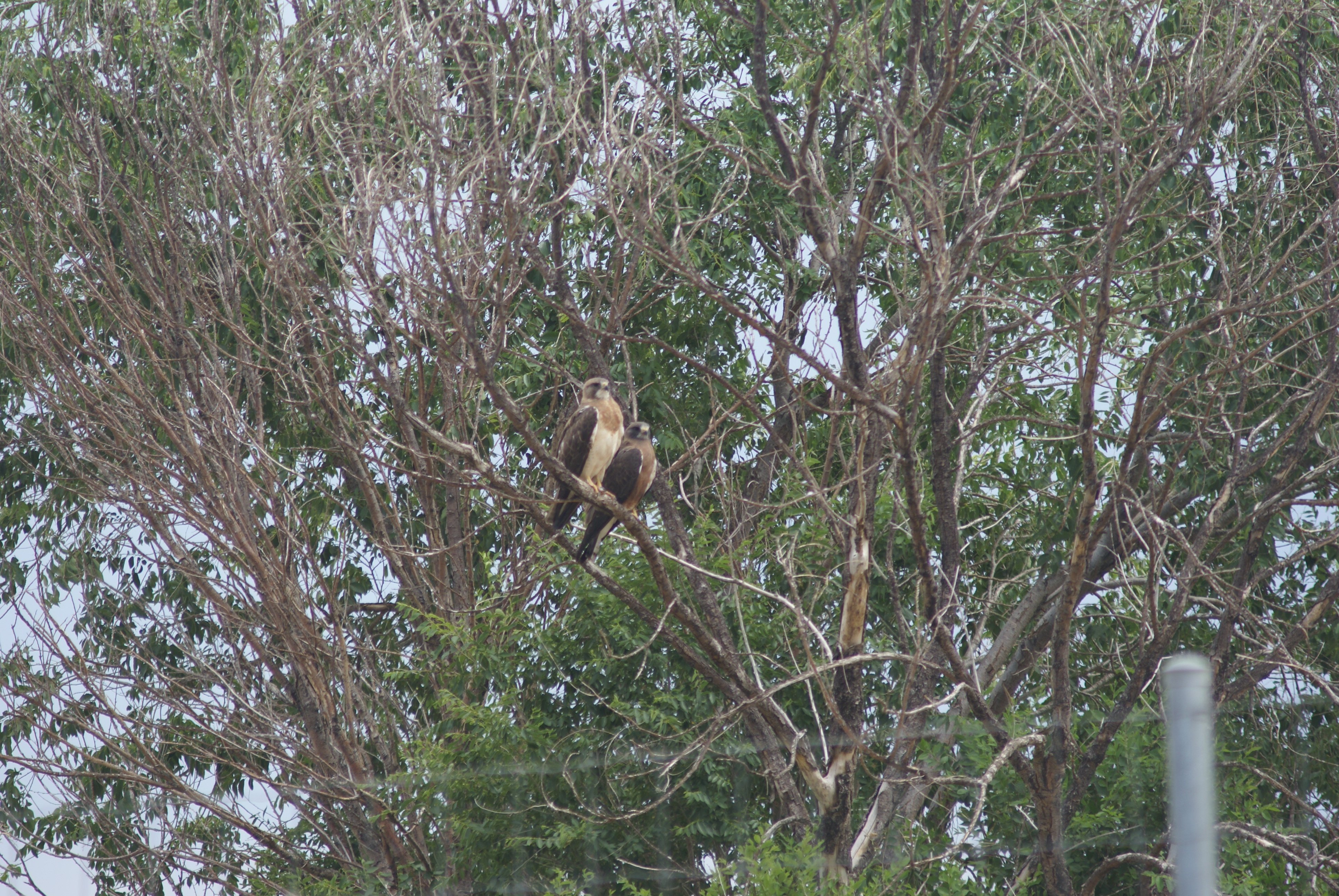 arsenal birds and fire.