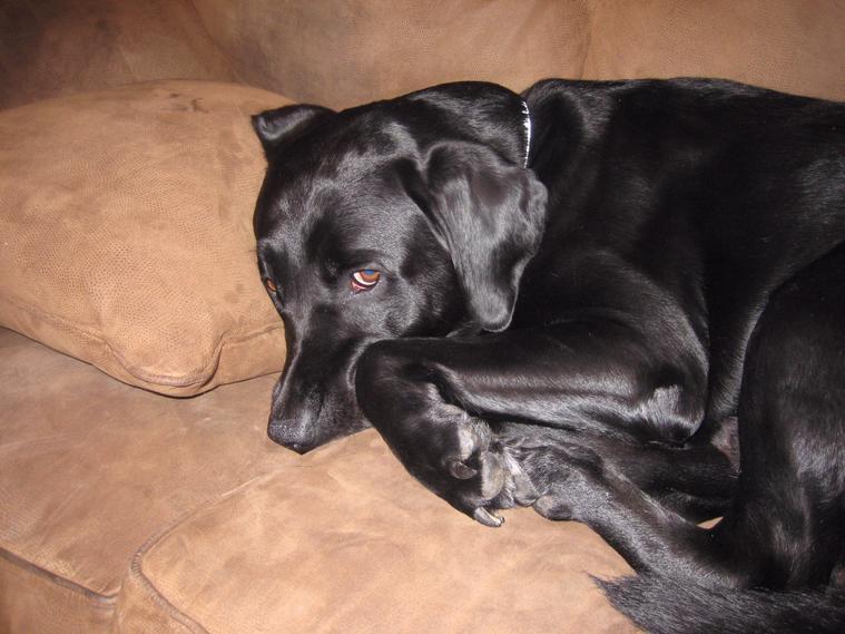 My Black Lab Mason