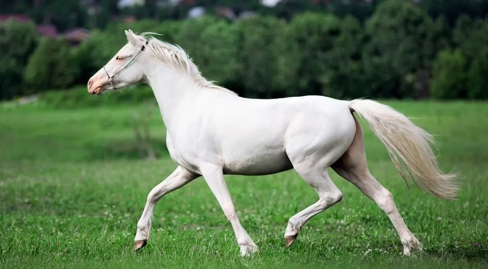 9 Common White Horse Breeds (With Photos) - Horsey Hooves