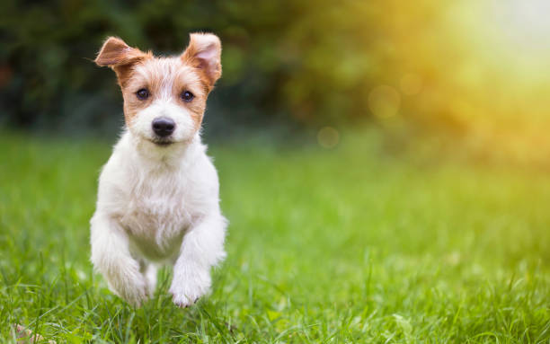 8,517 Small Dog Jumping Stock Photos, Pictures & Royalty-Free Images -  iStock