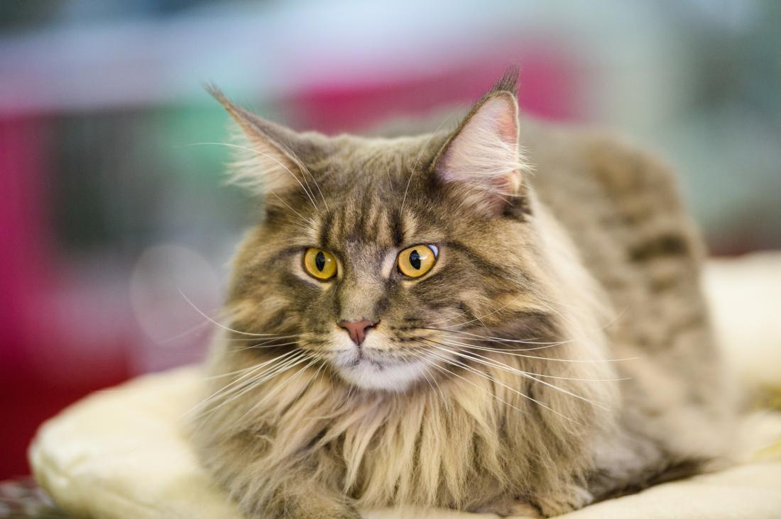 Could probiotics benefit cats?
