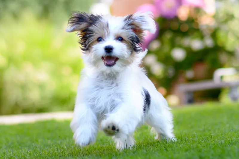 15 Pictures Of Puppies Doing The Cutest Puppy Things
