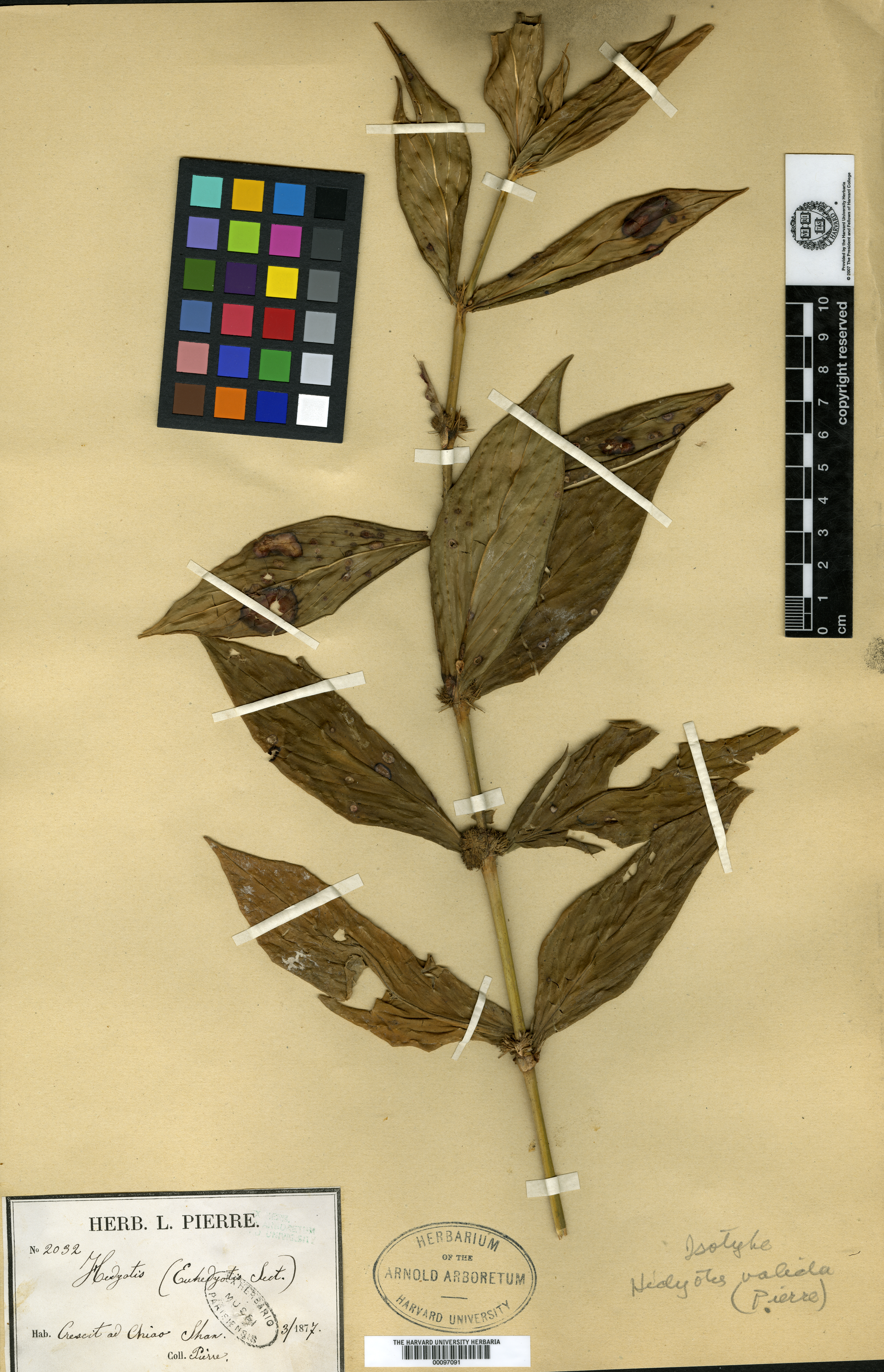 Oldenlandia valida (Oldenlandia valida)