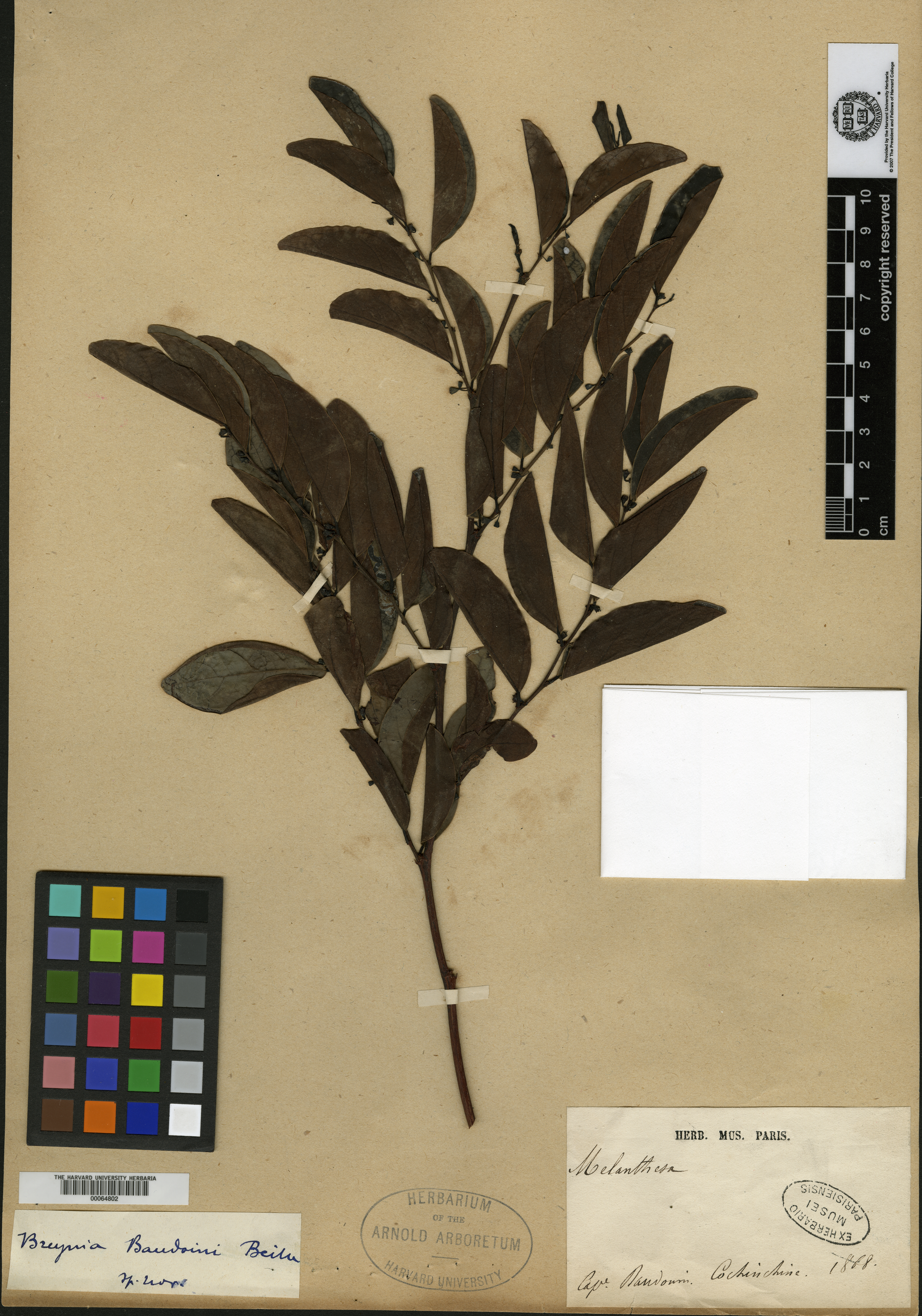 Breynia baudouinii (Breynia baudouinii)