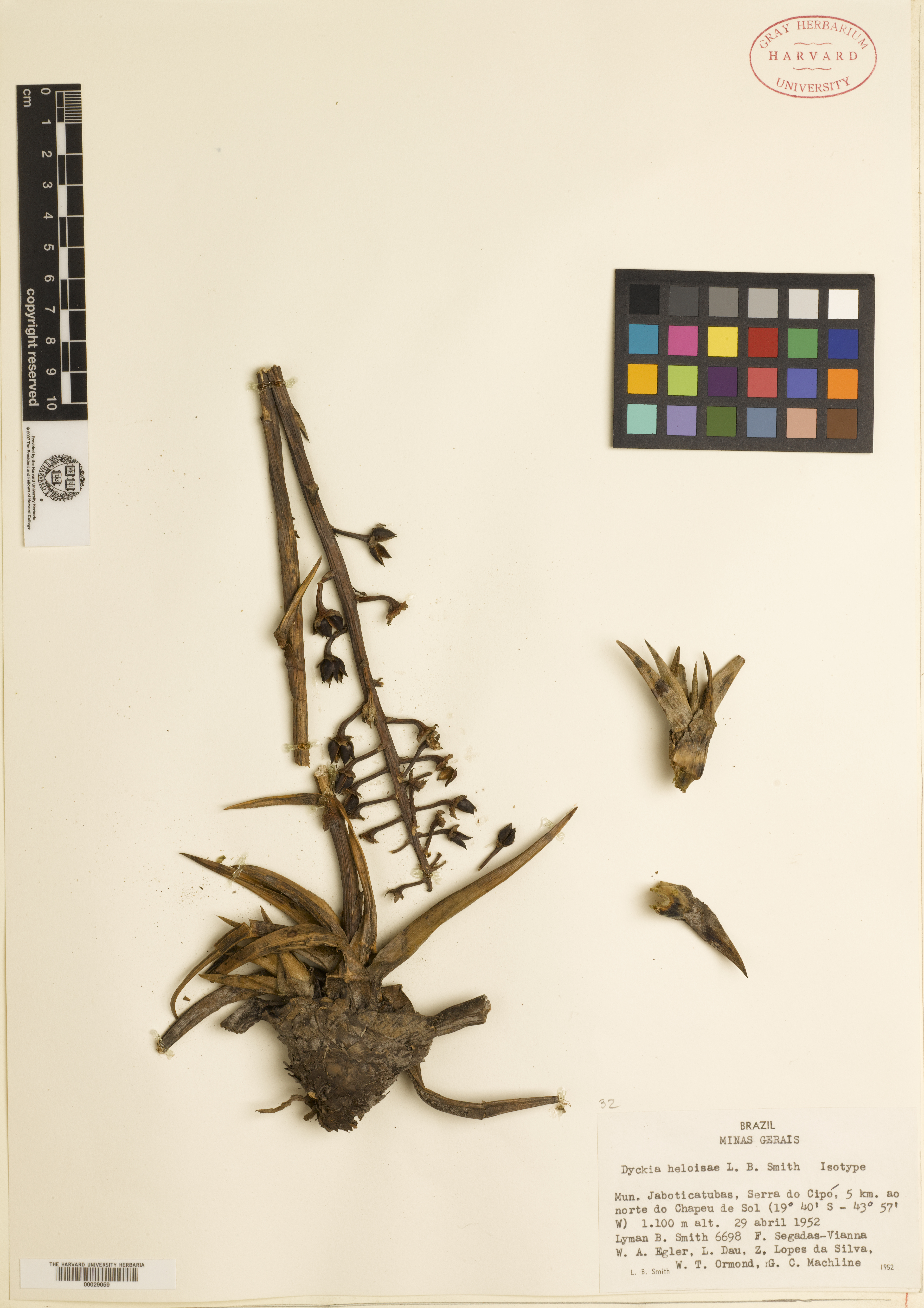 Dyckia heloisae