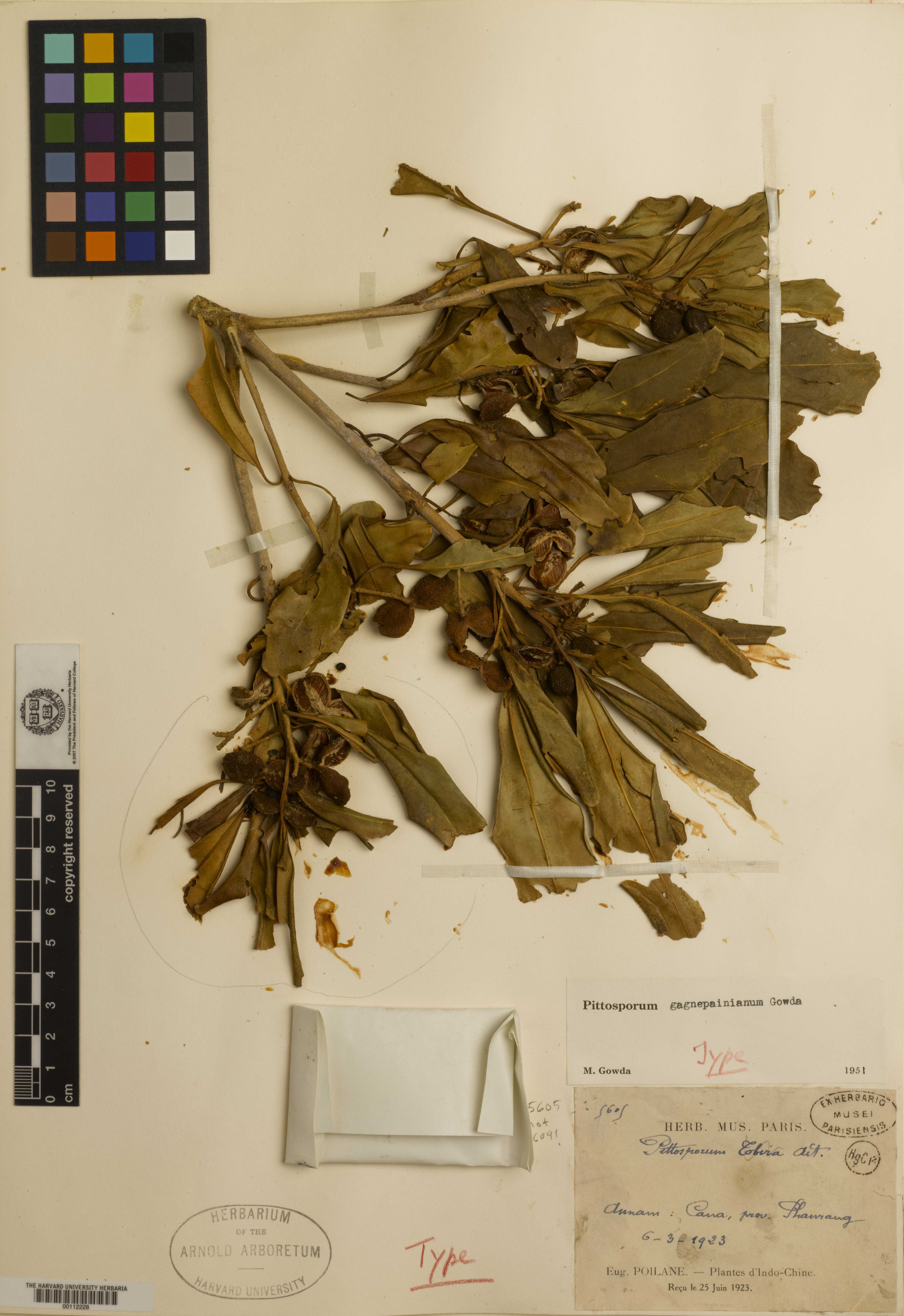 Pittosporum gagnepainianum (Pittosporum gagnepainianum)