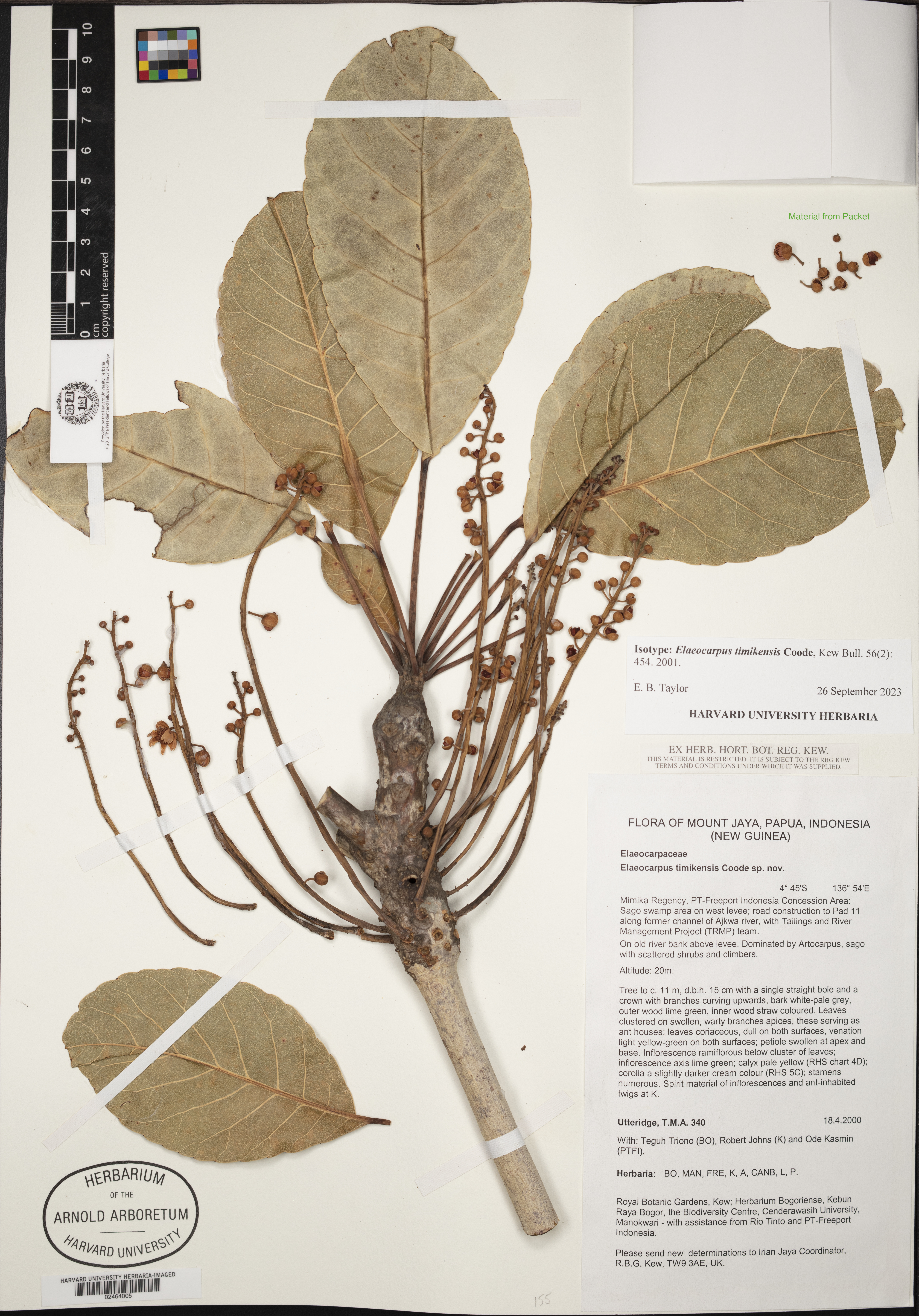 Elaeocarpus timikensis