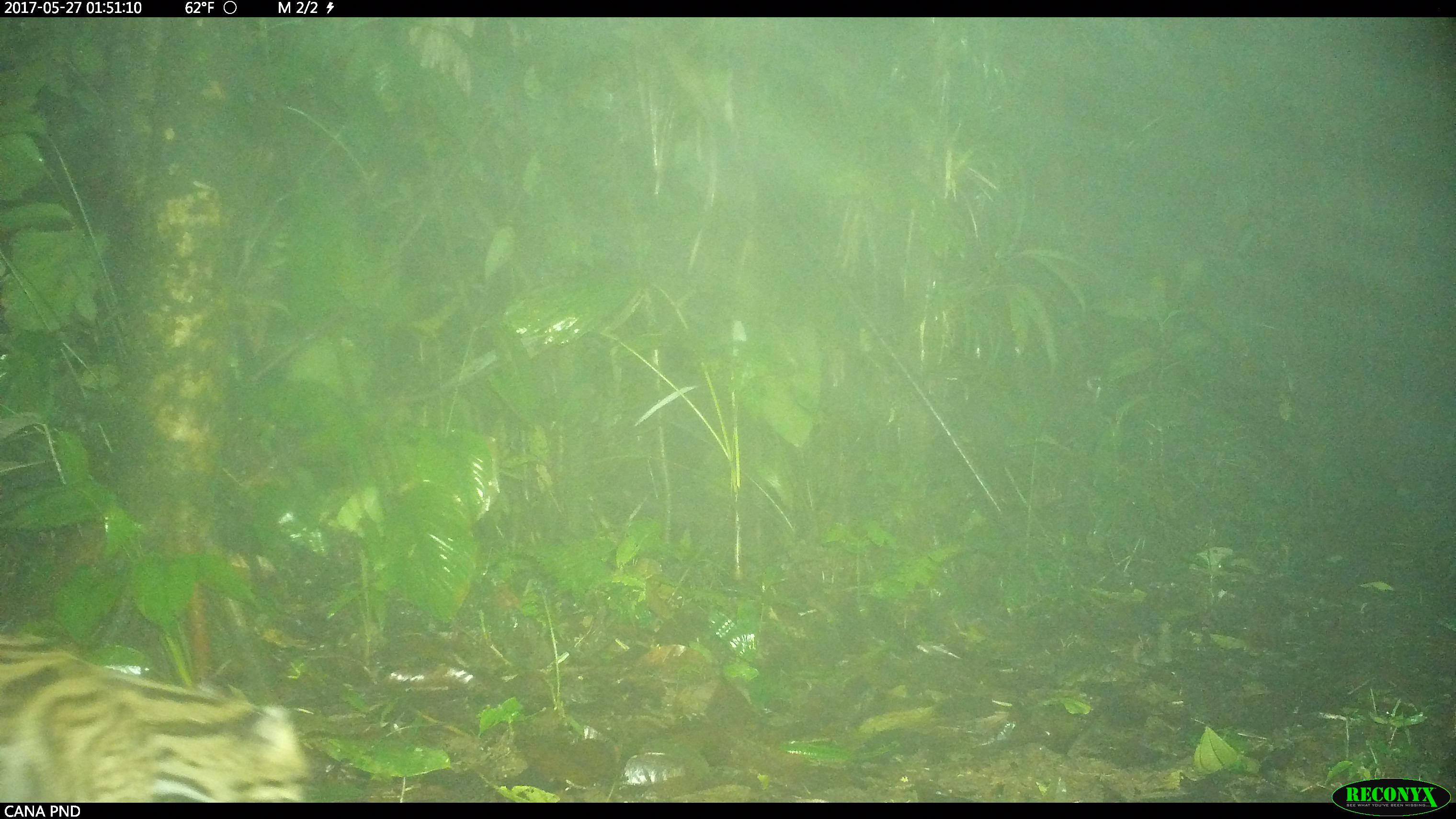 Wildcam Darién Talk Zooniverse