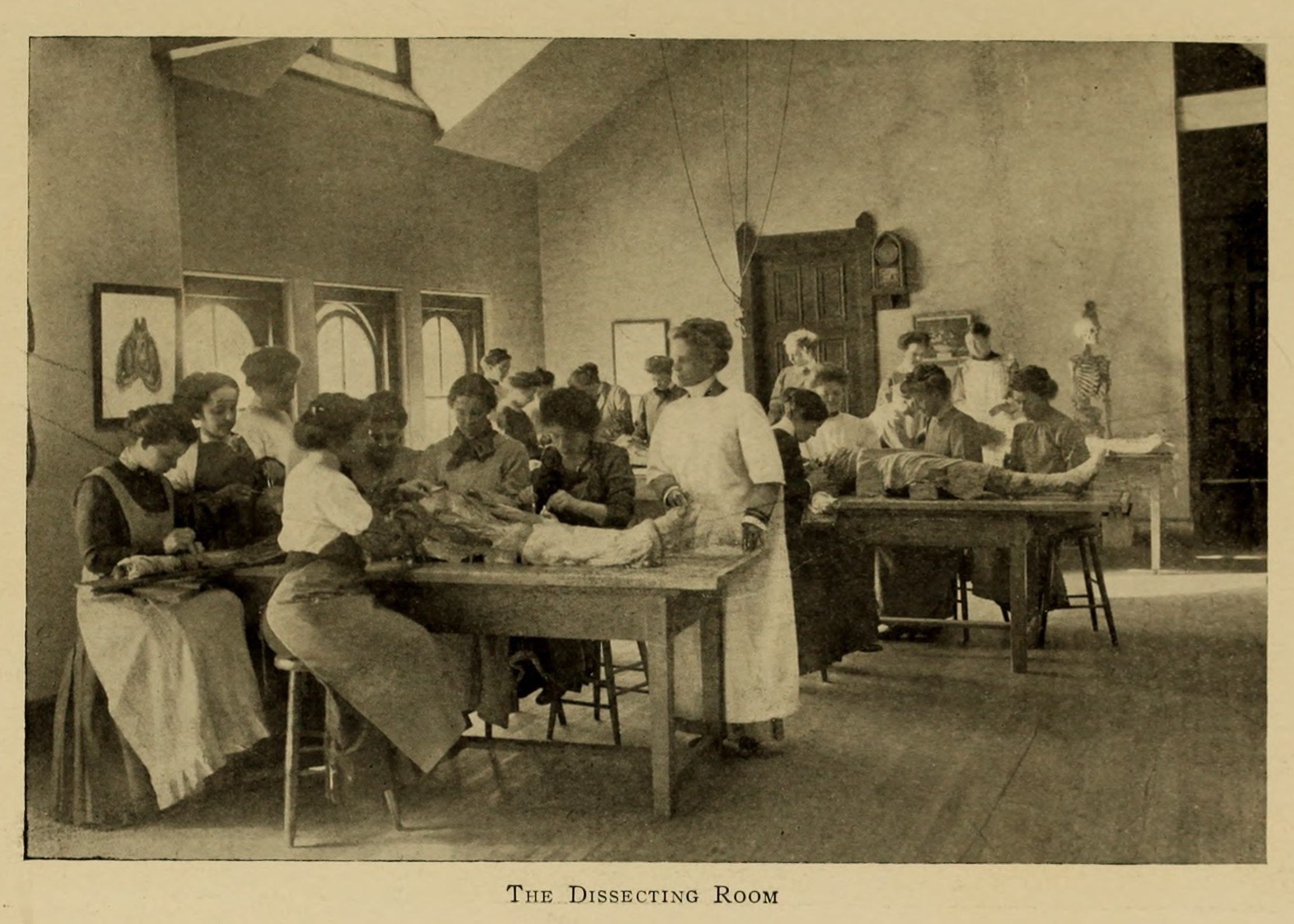 The Dissecting Room