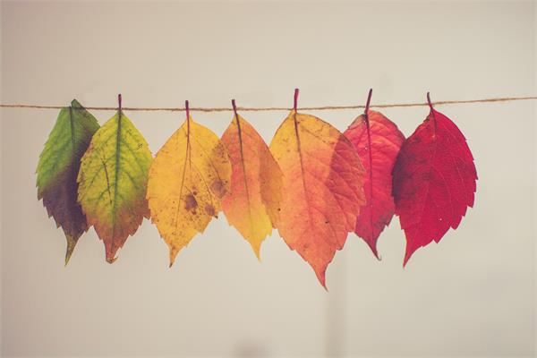 Fall colored leaves hung on a string