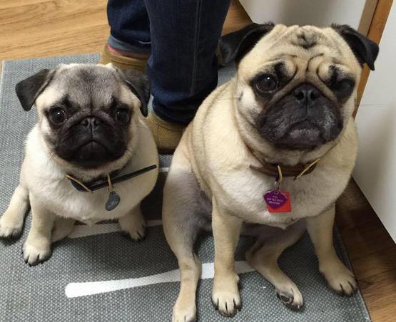 volunteer opportunity image