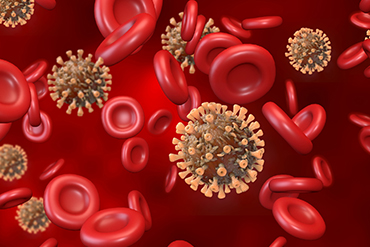 The Human Immune System