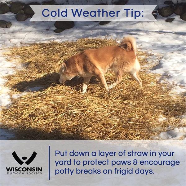 Put down a layer of straw in your yard to protect paws & encourage potty breaks on frigid days.