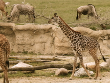 Serengeti photo