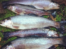 Short of Lundy photo