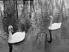 Kathy Acker and the Cuttlefish photo