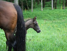 The Stink of Horses: Excerpts from The Marina Golovina Controversy by the Ballet Book Series photo