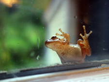 the preamble to the deceleration of independence photo