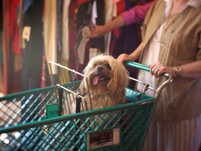 I Am Grocery Shopping photo