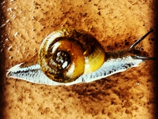 Five Animal Poems  photo