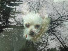 Are the woods still there? The woods were still almost there.  photo