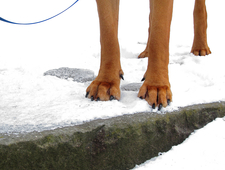 Russian Fathers and Russian Sons photo