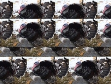 Yeah so I’m a turkey so what     photo