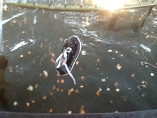 Cigarette Shotgun photo