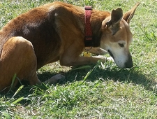 poems about the spiritual weight of hard shell tacos  photo